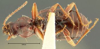 Media type: image;   Entomology 16289 Aspect: habitus ventral view